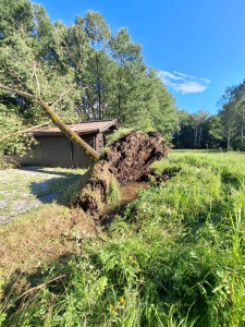 Umgestürzter Baum mit freigelegten Wurzeln neben einer Holzhütte im Grünen